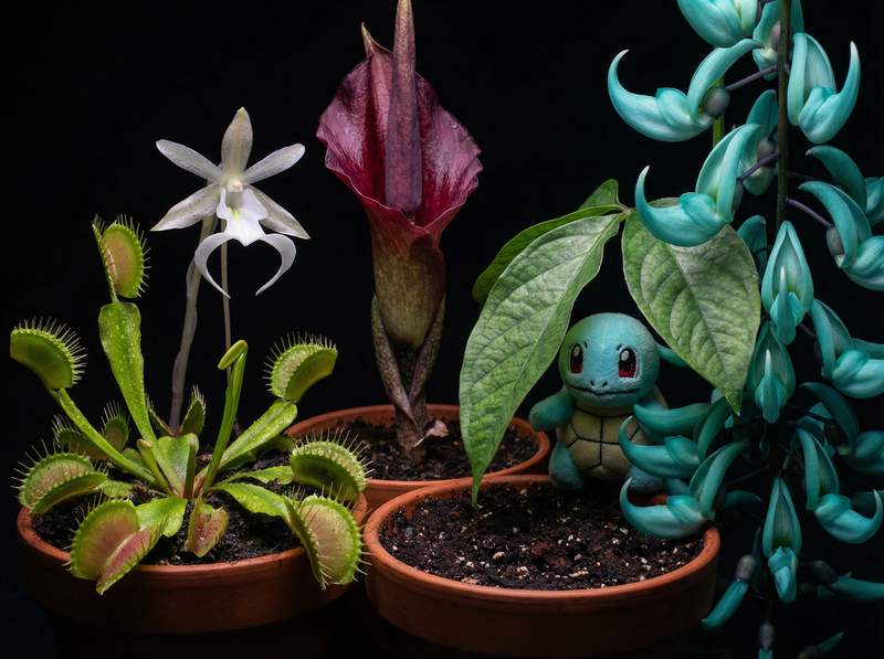 萝莉岛植物视频-萝莉岛植物视频：全球稀有植物视频大赏